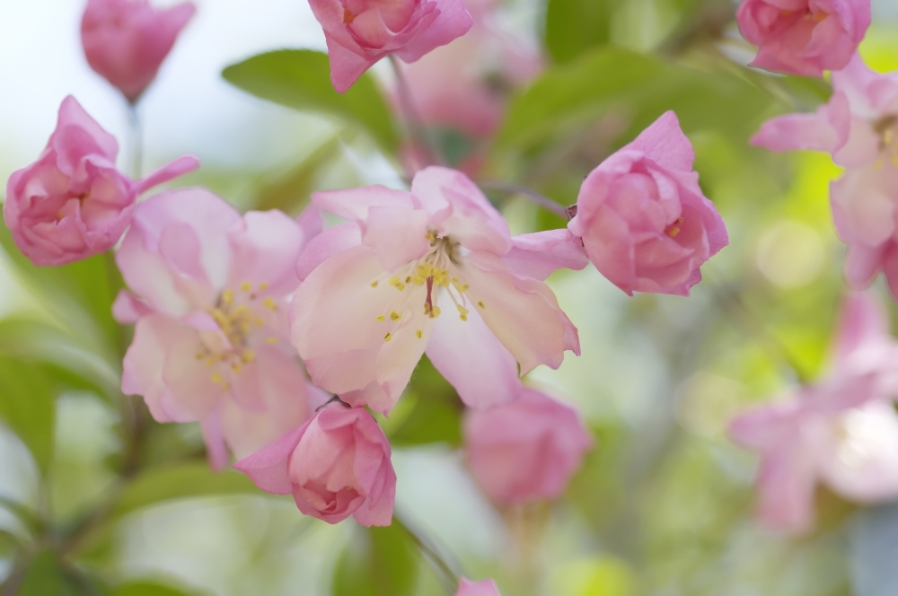 奈良県桜井市 さくら動物病院